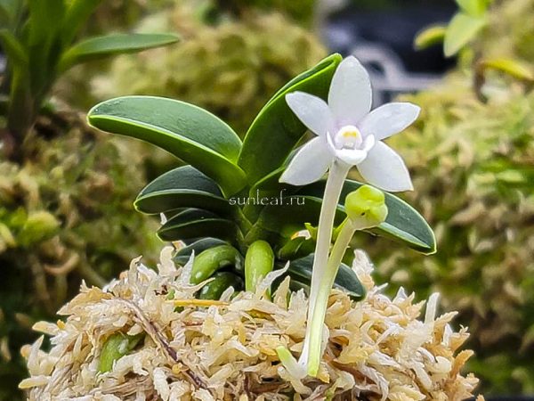 ДЖАНВОН 장원 壯元 neofinetia Jangwon