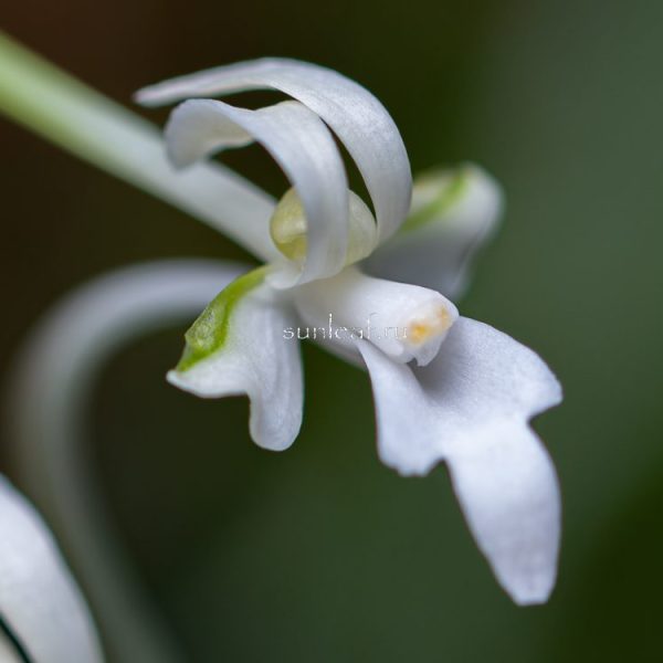 КОТЁ-НО-МАИ 胡蝶の舞 호접지무 Kochonomai