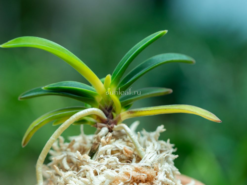neofinetia-kingyokubotan