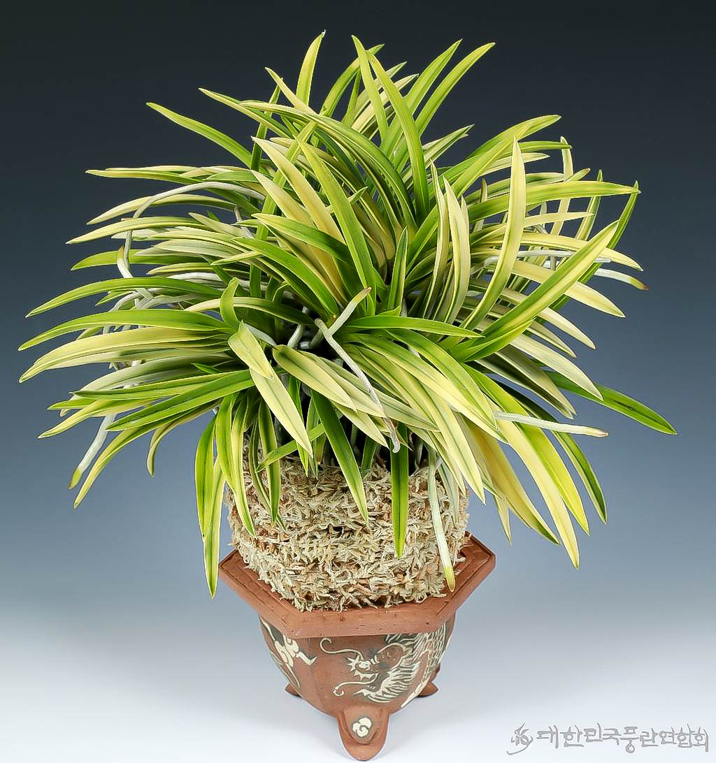 Dong i Dongi Sunleaf Dong i Dongi Sunleaf