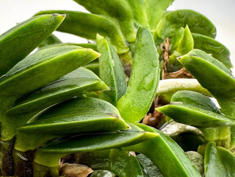 Сплющенный кончик листа