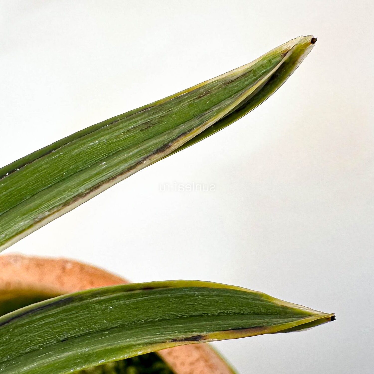 Кончик листа у Хваран 화랑 花郞 neofinetia Hwarang