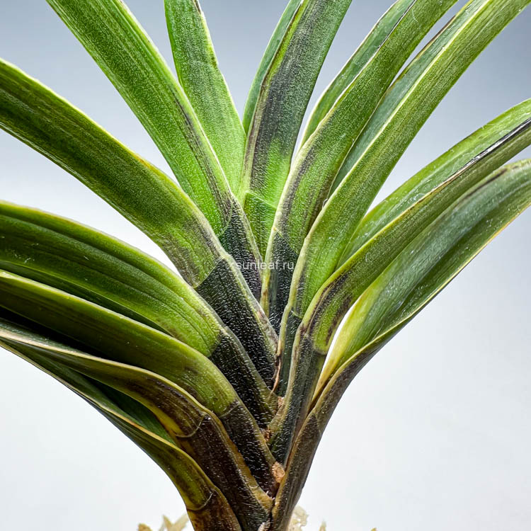 ОГВАН 오관 烏冠 Ogwan, neofinetia falcata, vanda falcata