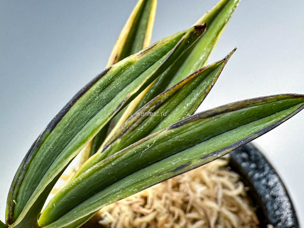 ОГВАН 오관 烏冠 Ogwan, neofinetia falcata, vanda falcata