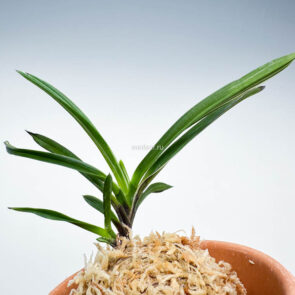 КИСЮ ХАКУО 紀州白王 neofinetia Kishu Hakuo