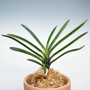 КИСЮ ХАКУО 紀州白王 neofinetia Kishu Hakuo