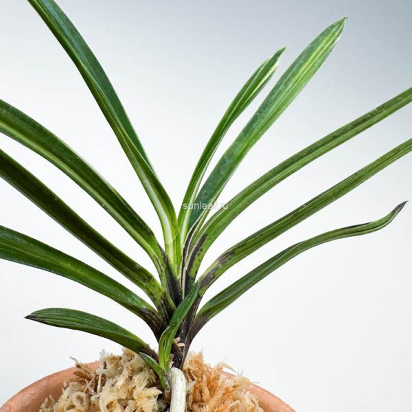 КИСЮ ХАКУО 紀州白王 neofinetia Kishu Hakuo