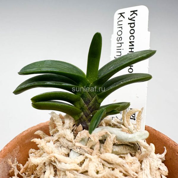 Куросиндзю (ХыкДжинДжу) 흑진주 黑眞珠 Kuroshinju (Heukjinju)