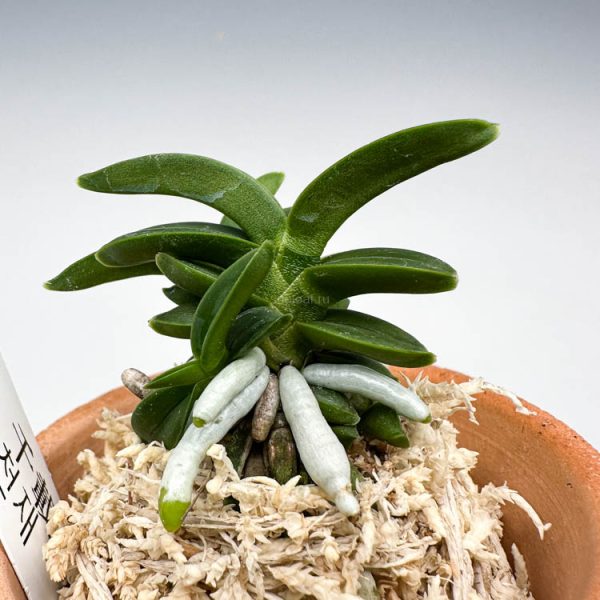 Сэндзай 千載 천재 Senzai, неофинетия, neofinetia