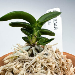 Сэндзай 千載 천재 Senzai, неофинетия, neofinetia