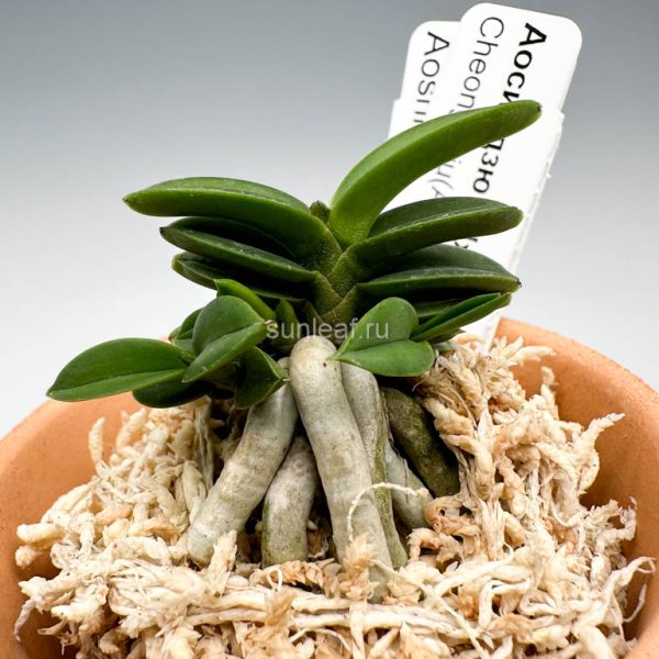 Аосиндзю / ЧхонДжинДжу 청진주 青真珠 Cheongjinju(Aoshinju)