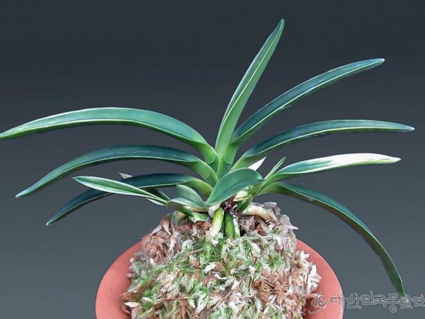 VbКоллекционная орхидея с редким типом рисунка ХакуУнкаку 白雲閣 백운각 Hakuunkaku