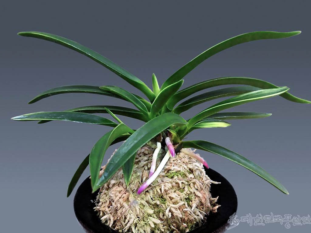 ХакуУнкаку 白雲閣 백운각 Hakuunkaku