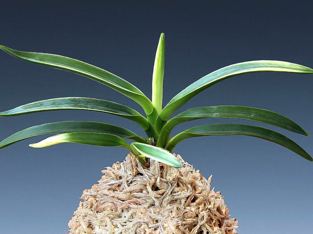 Молодой лист яркого окраса ХакуУнкаку 白雲閣 백운각 Hakuunkaku