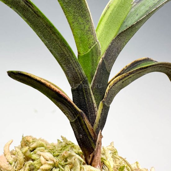 неофинетия ВАНДЖО 왕조 王朝 neofinetia Wangjo