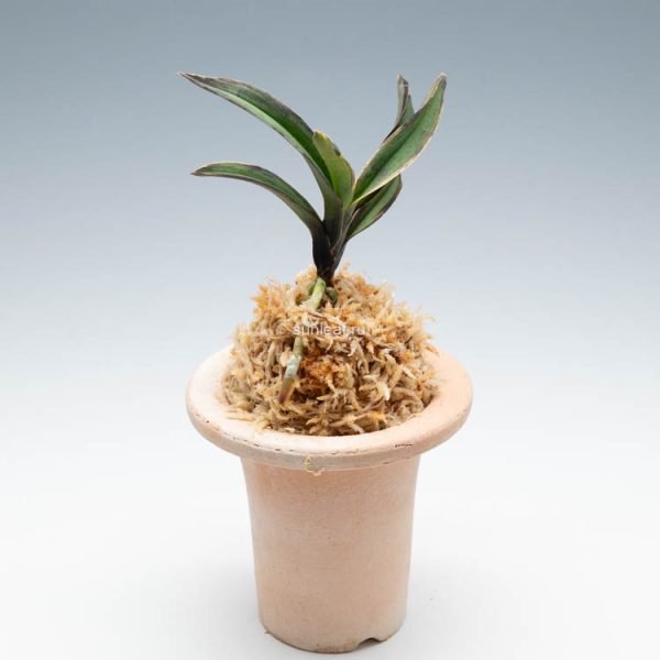 ВАНДЖО 왕조 王朝 neofinetia Wangjo