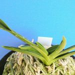 neofinetia-Shoki-Shiyouki