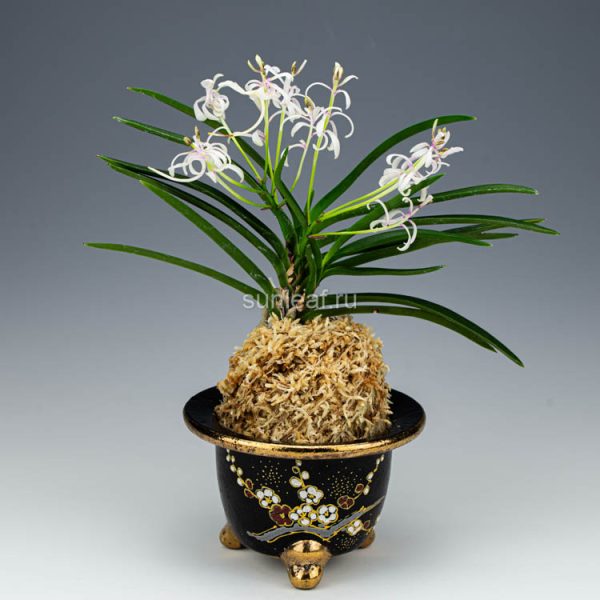 Нангоку но маи 남국지무 南國之舞 neofinetia Nangokunomai