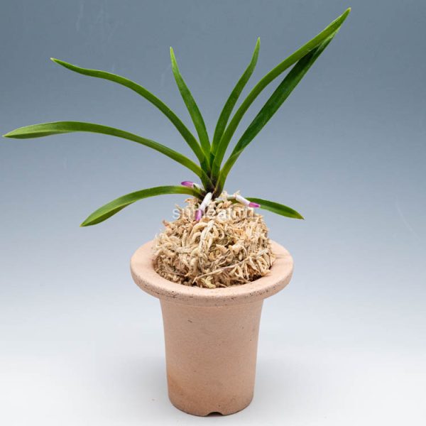 СУРУГА БОТАН 駿河牡丹 준하모단 neofinetia Suruga botan