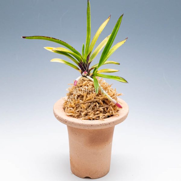 ХАНА ГОРОМО 花衣 화의 neofinetia Hanagoromo