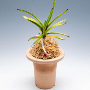 ХАНА ГОРОМО 花衣 화의 neofinetia Hanagoromo