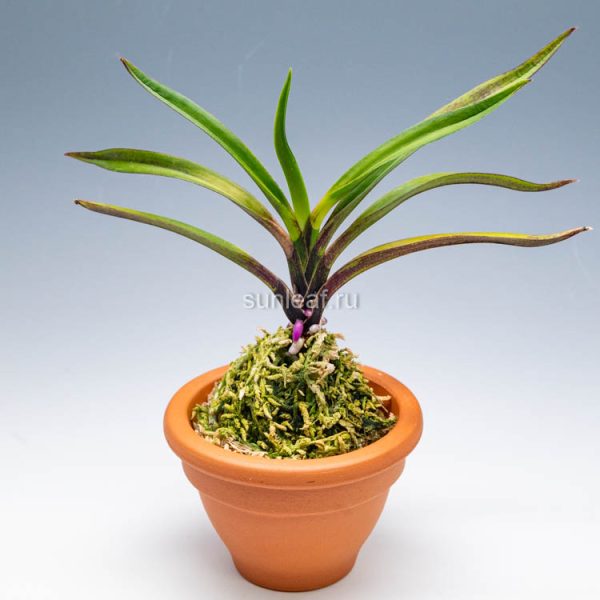 Хокагэ 화영 火影 Hokage