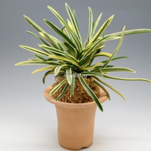 Неофинетия Нисидемияко 서출도 西出都 neofinetia Nishidemiyako