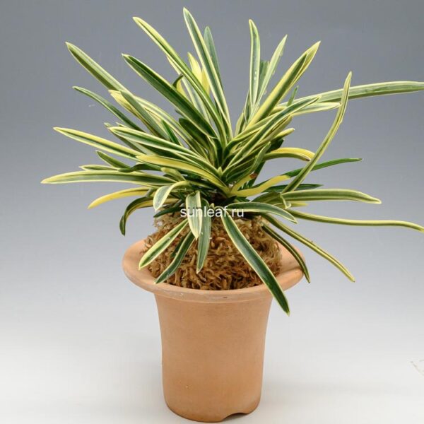 Неофинетия Нисидемияко 서출도 西出都 neofinetia Nishidemiyako