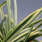 neofinetia-nishidemiyako