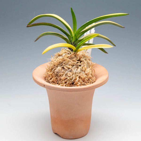 ОЭМАРУ СИМА 大江丸縞 대강환호 neofinetia Oemaru Shima