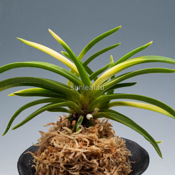 неофинетия ЮДЗУКИ 석월 夕月 neofinetia Yuzuki