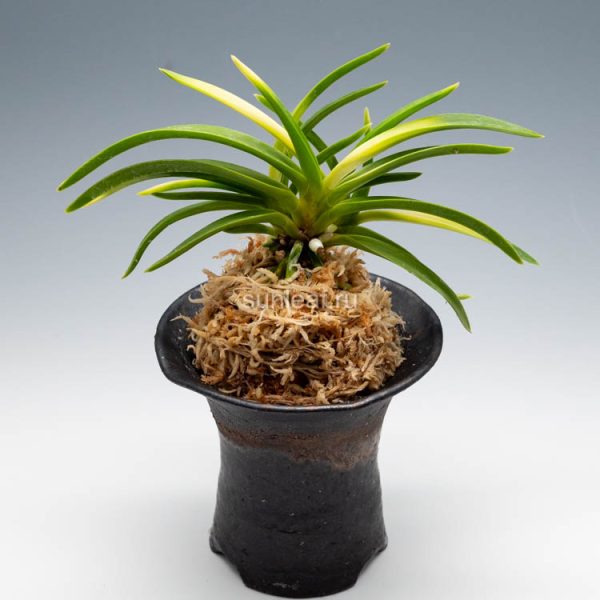 неофинетия ЮДЗУКИ 석월 夕月 neofinetia Yuzuki