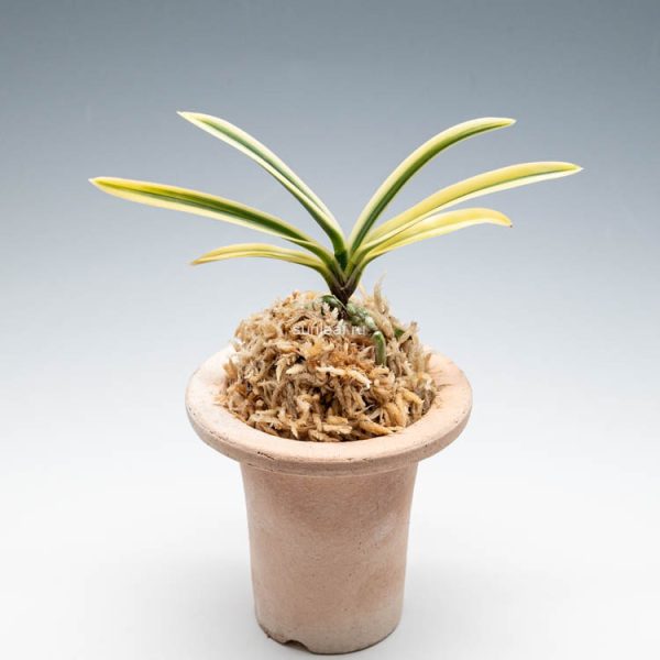 Ниои одоси 匂威 내위 neofinetia Nioiodoshi