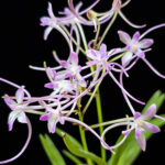 Неофинетия СамВонХон 삼원홍 三元紅 neofinetia Samwonhong