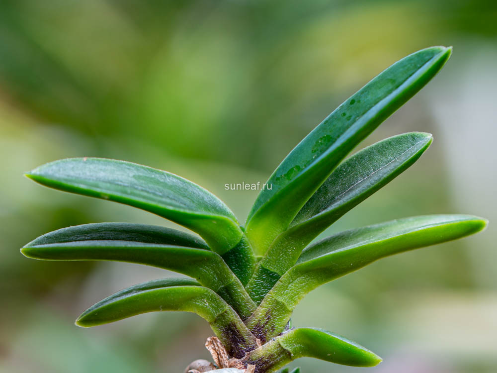 ХОГЁКУ 봉옥 鳳玉 neofinetia Hogyoku