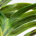 Неофинетия СумиНагаси 墨流 묵류 neofinetia Suminagashi