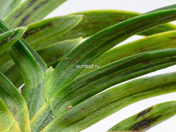 Неофинетия СумиНагаси 墨流 묵류 neofinetia Suminagashi