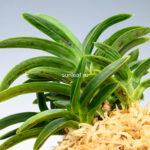 Неофинетия СумиНагаси 墨流 묵류 neofinetia Suminagashi