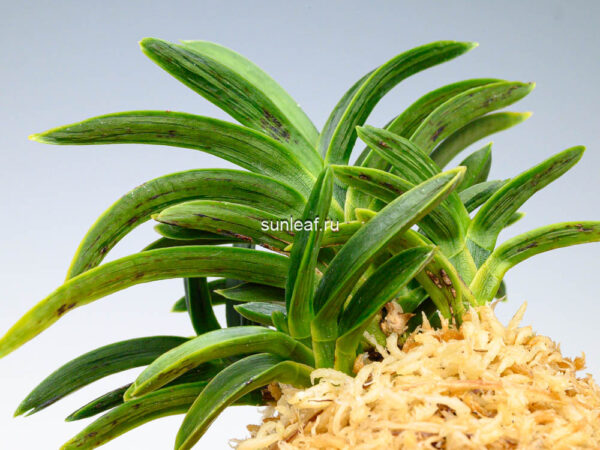 Неофинетия СумиНагаси 墨流 묵류 neofinetia Suminagashi