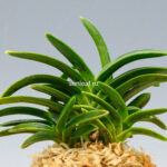 Неофинетия СумиНагаси 墨流 묵류 neofinetia Suminagashi