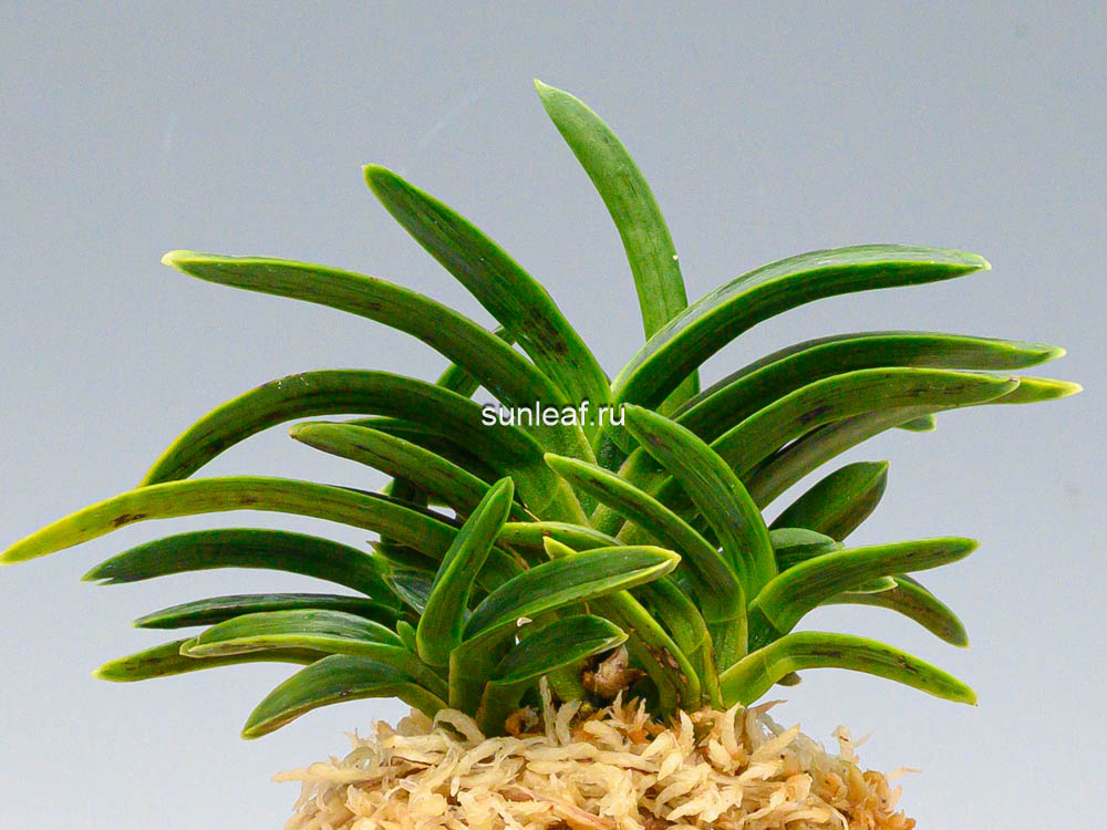 Неофинетия СумиНагаси 墨流 묵류 neofinetia Suminagashi