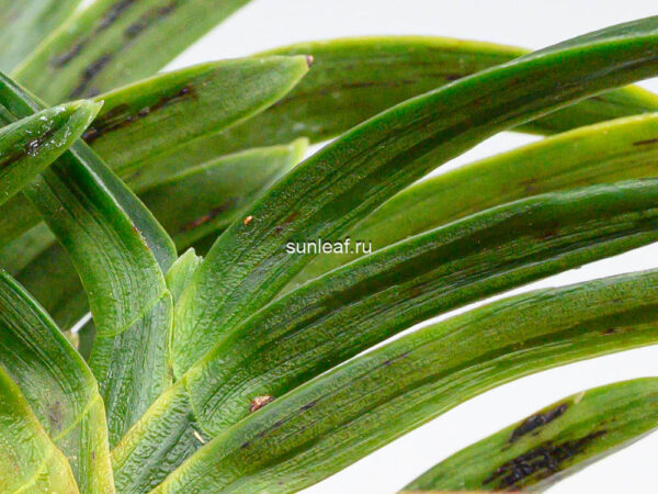 Неофинетия СумиНагаси 墨流 묵류 neofinetia Suminagashi