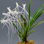 Неофинетия Унджан 운장 雲長 neofinetia Unjang