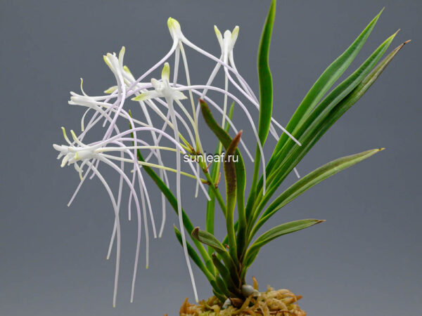 Неофинетия Унджан 운장 雲長 neofinetia Unjang