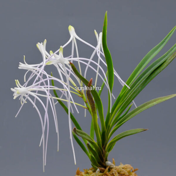 Неофинетия Унджан 운장 雲長 neofinetia Unjang