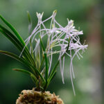 Неофинетия Унджан 운장 雲長 neofinetia Unjang