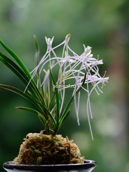 Неофинетия Унджан 운장 雲長 neofinetia Unjang