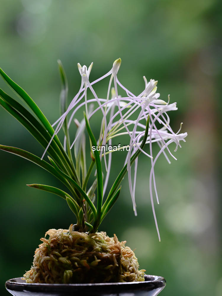 Неофинетия Унджан 운장 雲長 neofinetia Unjang