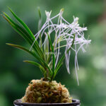 Неофинетия Унджан 운장 雲長 neofinetia Unjang