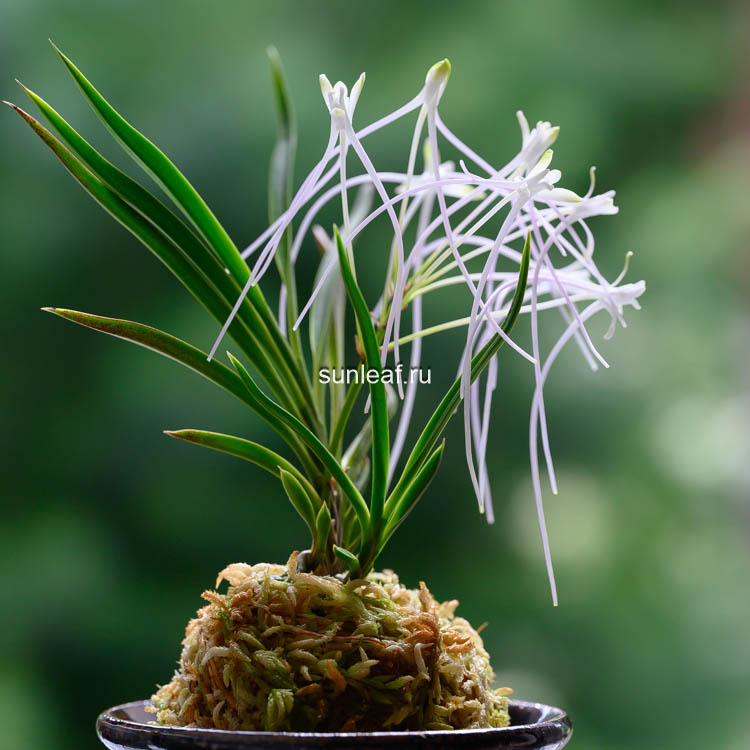 Неофинетия Унджан 운장 雲長 neofinetia Unjang